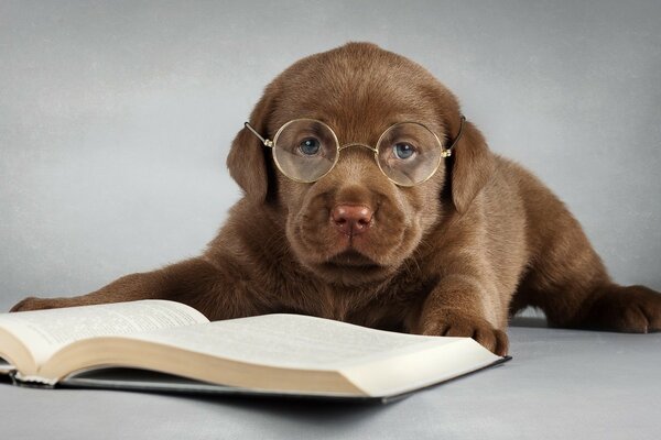 Chocolate labrador reads a book