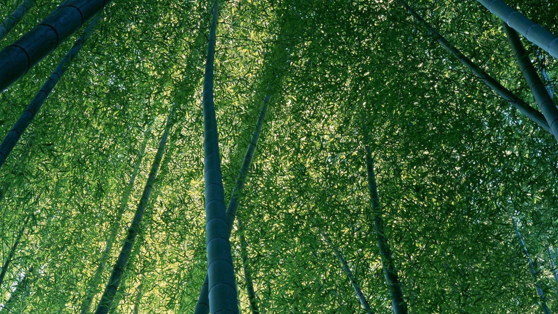 paysage feuille croissance flore environnement nature fraîcheur herbe été luxuriant jardin extérieur bureau bois ecologie lumineux