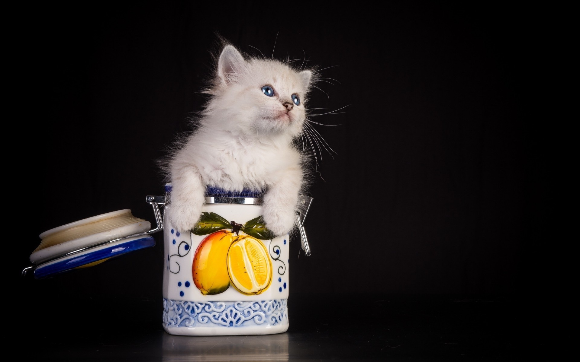 gatti gatto carino divertente gattino animale domestico animale domestico piccolo domestico giovane sedersi occhio pelliccia