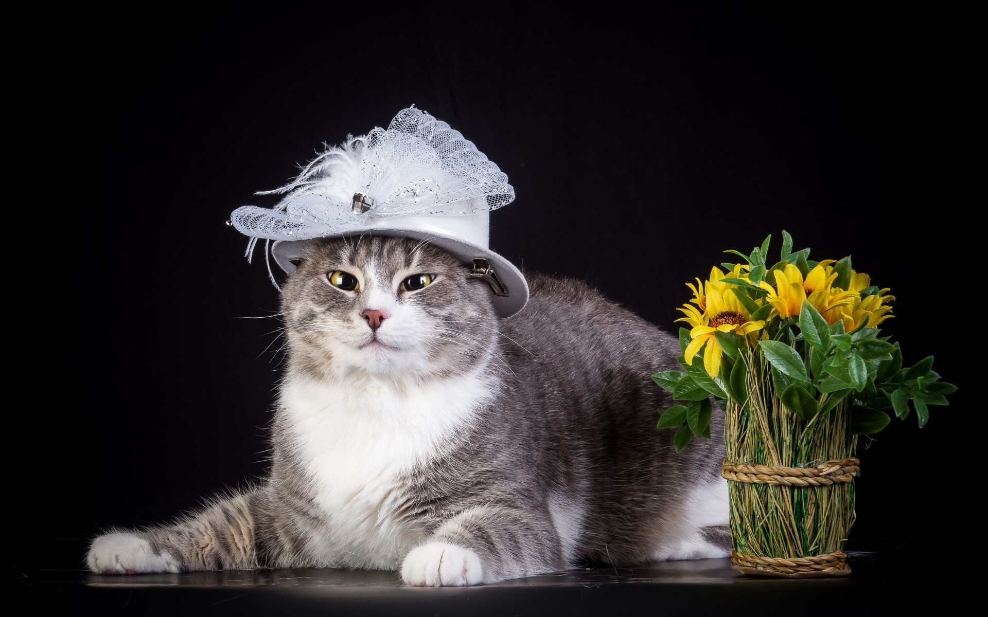 katze katze haustier niedlich inländische junge natur tier wenig kätzchen säugetier porträt allein sitzen desktop pelz