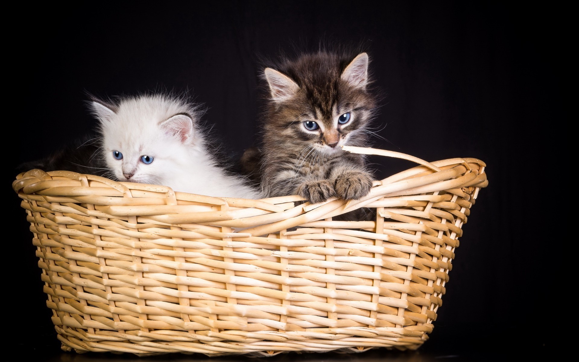 chat panier chat chaton animal mammifère mignon animal fourrure portrait tressé enfant domestique un jeune petit vers le bas moustache adorable studio