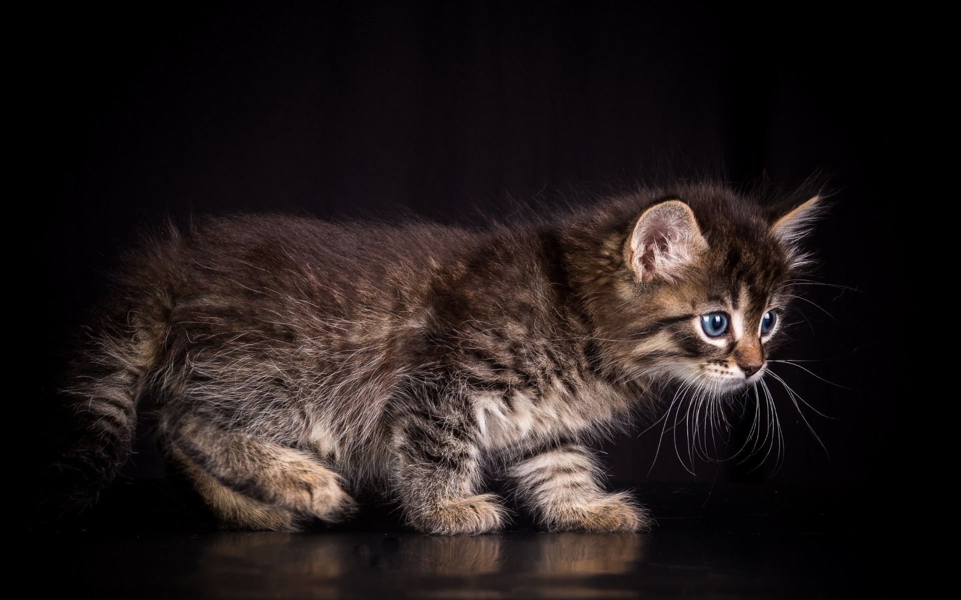 katze katze kätzchen haustier säugetier niedlich porträt tier auge fell inländische kind