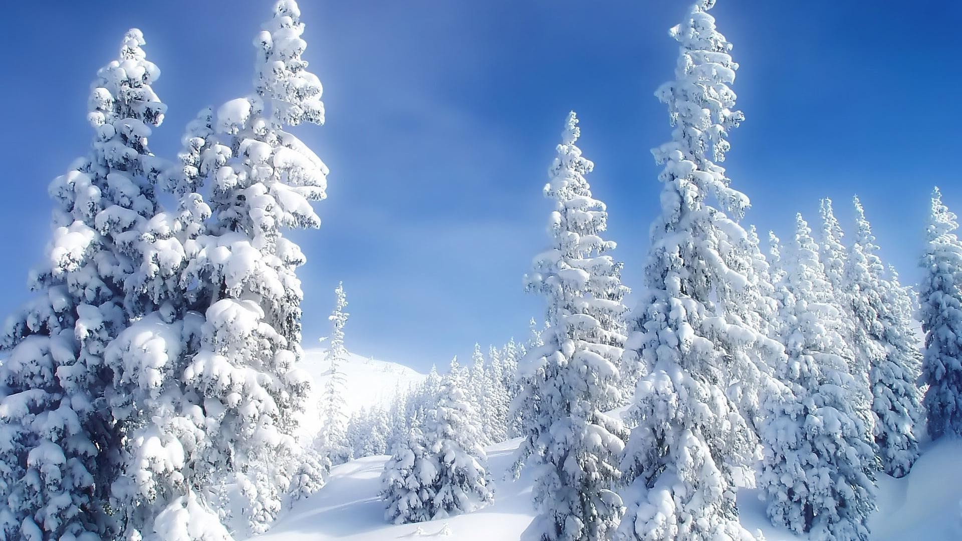 hiver neige froid gel bois glace congelé neigeux montagne sapin météo saison beau temps evergreen pittoresque givré