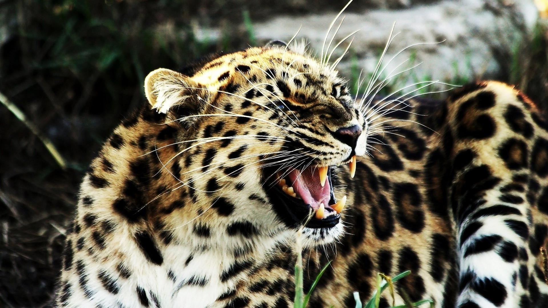 leopardos gato vida silvestre mamífero animal leopardo safari zoológico tigre depredador piel cazador carnívoro salvaje guepardo selva pantera caza