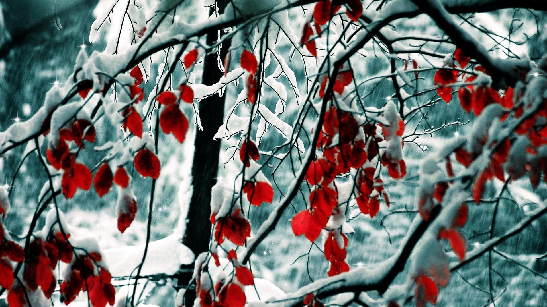 árboles temporada invierno árbol rama hoja naturaleza al aire libre flora escarcha escritorio nieve otoño brillante color colgante madera tiempo