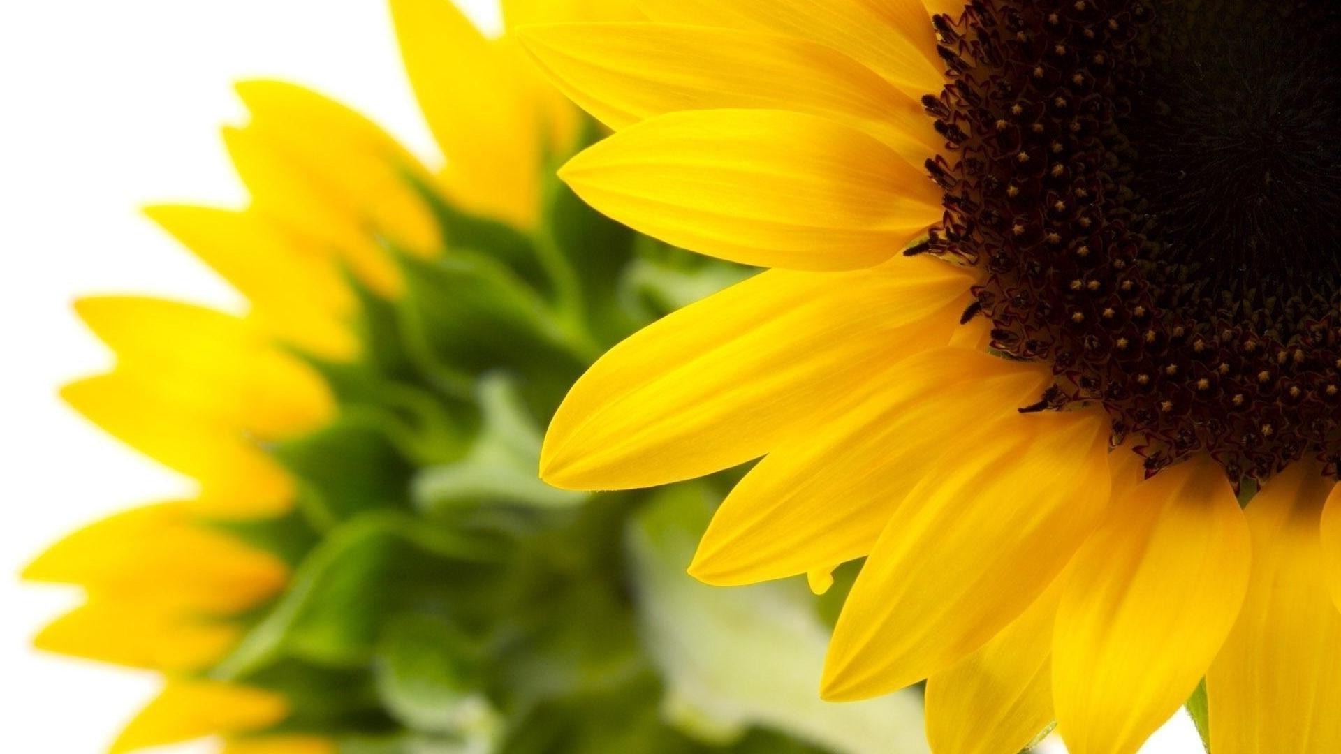 yakın çekim doğa çiçek yaz ayçiçeği flora parlak yaprak güzel hava yakın çekim güneş petal polen bahçe büyüme güzel renk çiçek