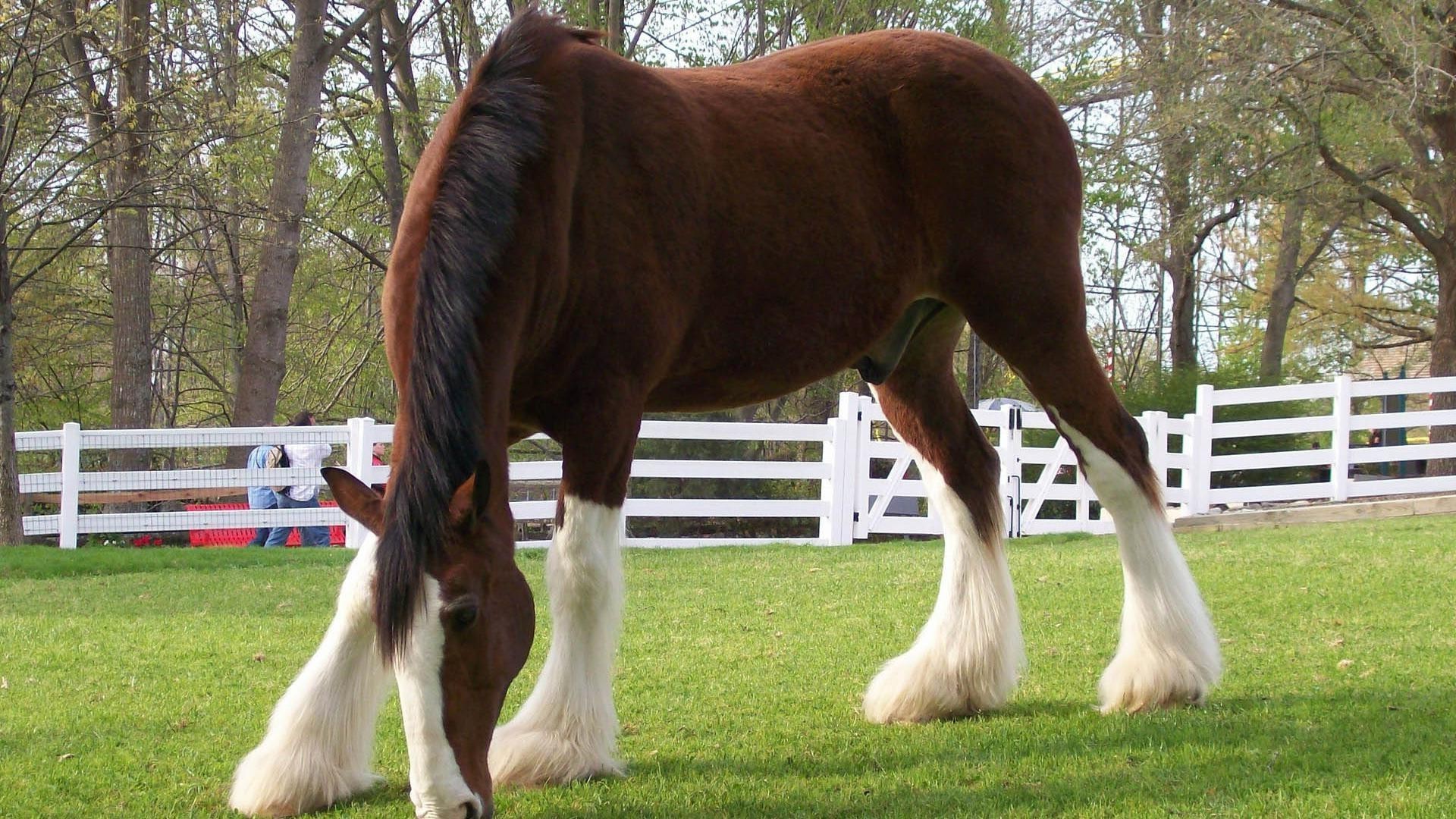 pferd säugetier pferd gras mare tier weide feld bauernhof haustier ein hengst heuhaufen pferdezucht