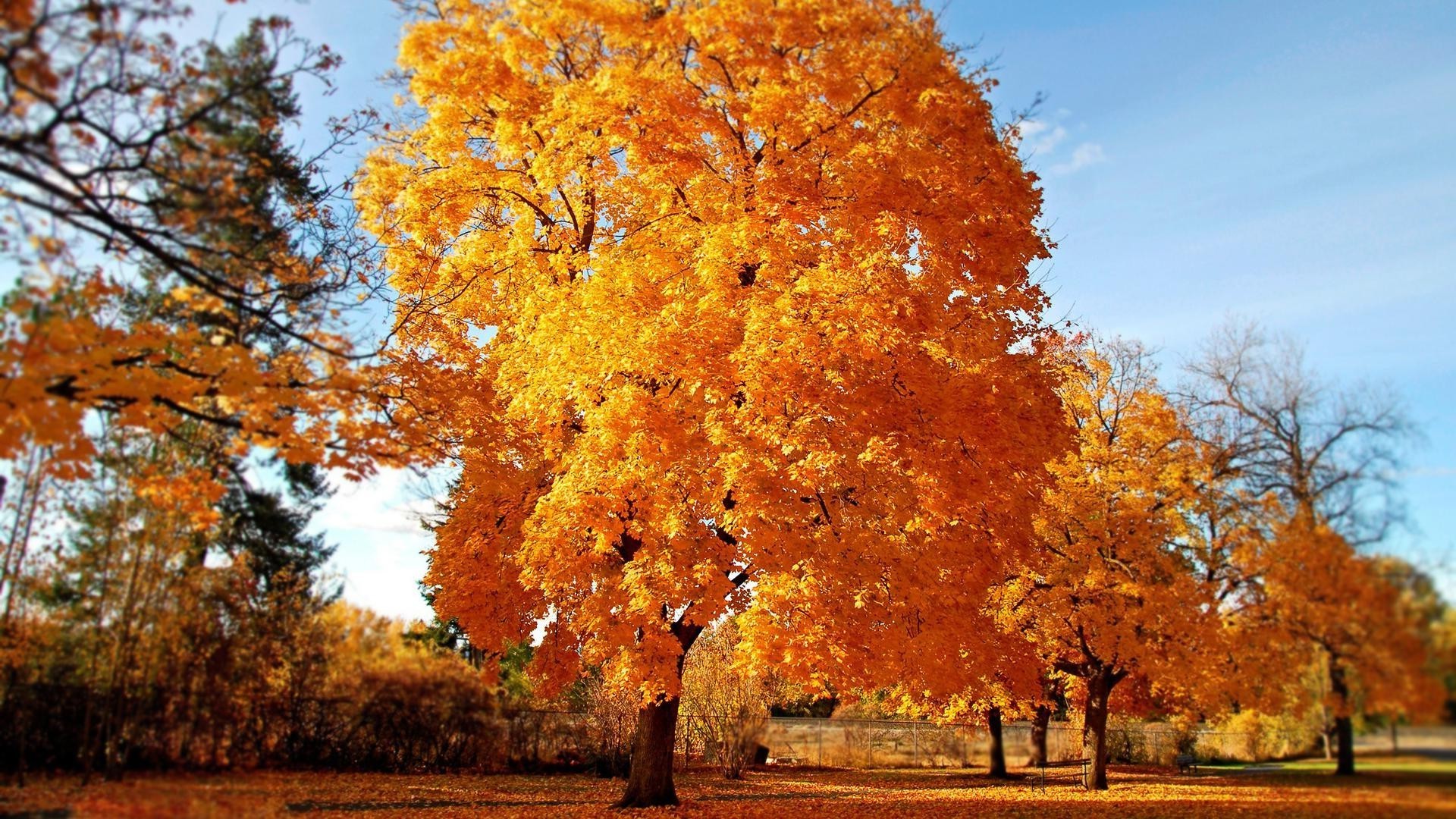 herbst herbst holz blatt park saison landschaft holz natur ahorn gold im freien hell filiale landschaftlich szene gutes wetter des ländlichen landschaft farbe