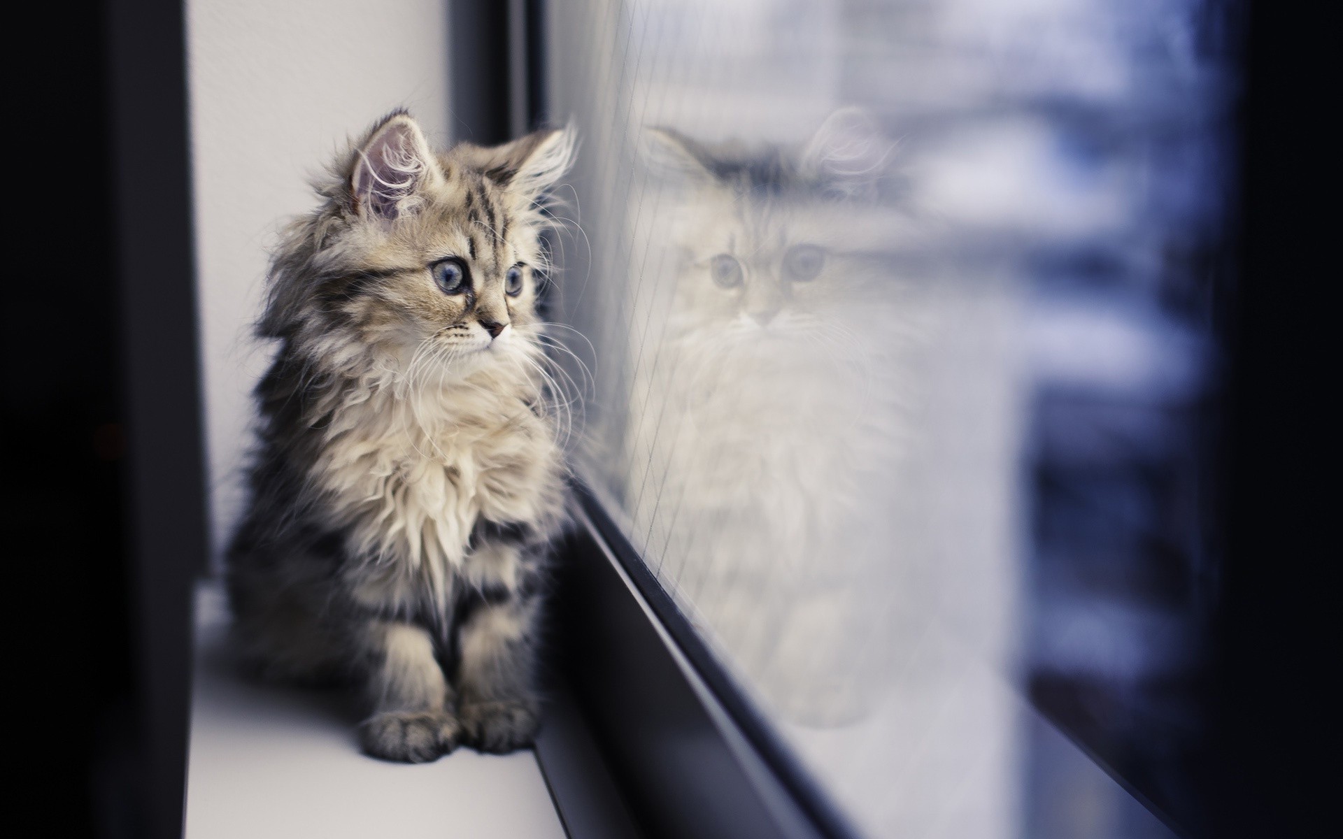 gatos gato retrato mamífero solteiro animal de estimação ao ar livre