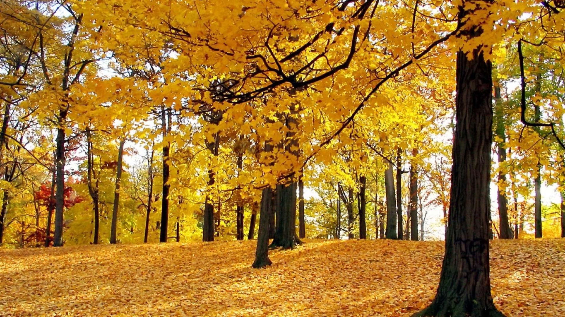 herbst herbst holz blatt holz park ahorn saison landschaft natur gold zweig landschaftlich gutes wetter führung umwelt landschaft im freien fußweg sonne szene