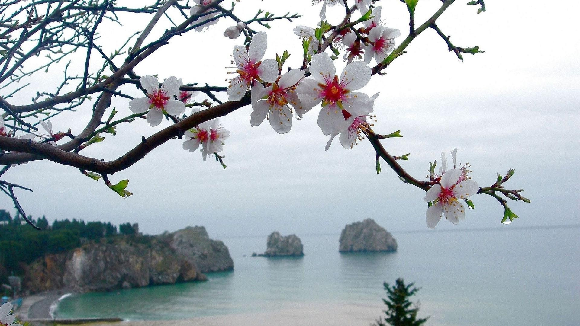 the flowers on the trees tree flower nature cherry branch flora season outdoors beautiful blooming summer sky landscape