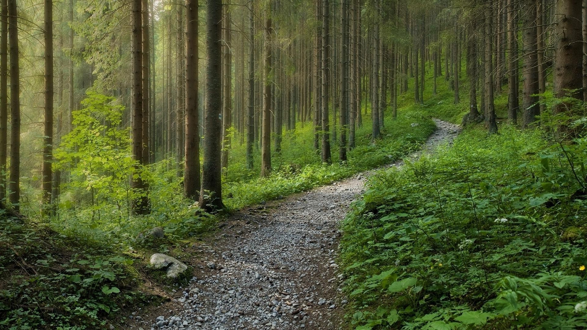 wald holz landschaft baum natur handbuch blatt straße im freien landschaftlich landschaftlich umwelt park tageslicht fußabdruck reisen wandern sommer üppig