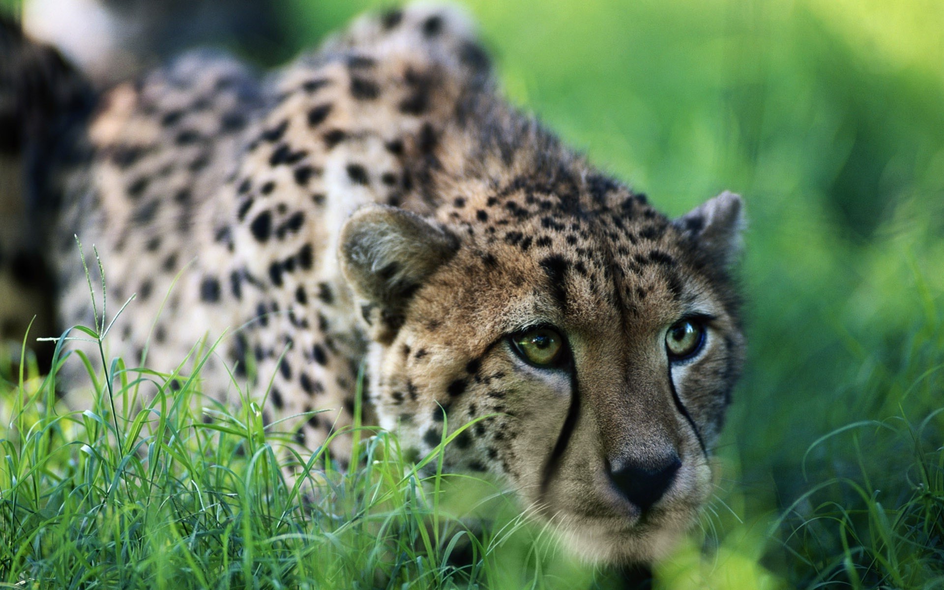 guépards faune chat mammifère prédateur animal mangeur de viande sauvage chasseur nature safari zoo guépard fourrure herbe léopard chasse