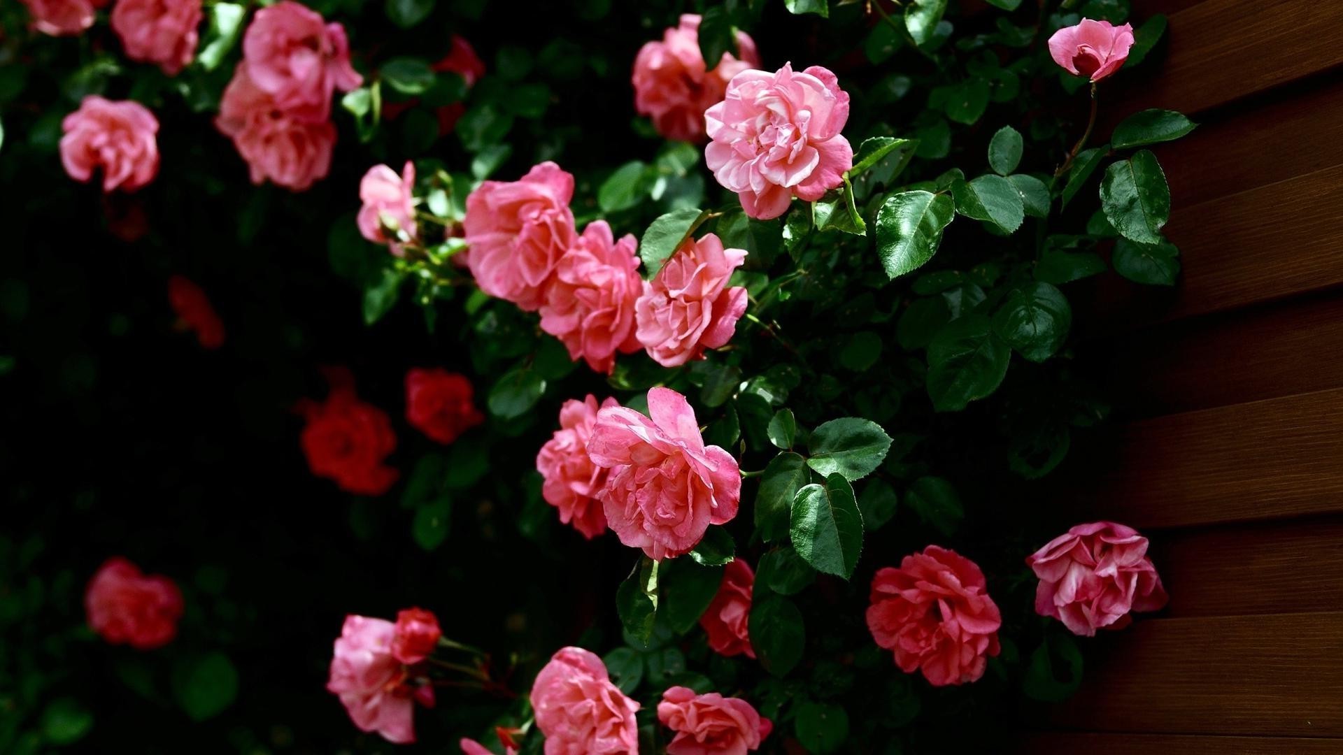 roses fleur jardin flore feuille floral bluming pétale nature été décoration couleur bouquet arbuste