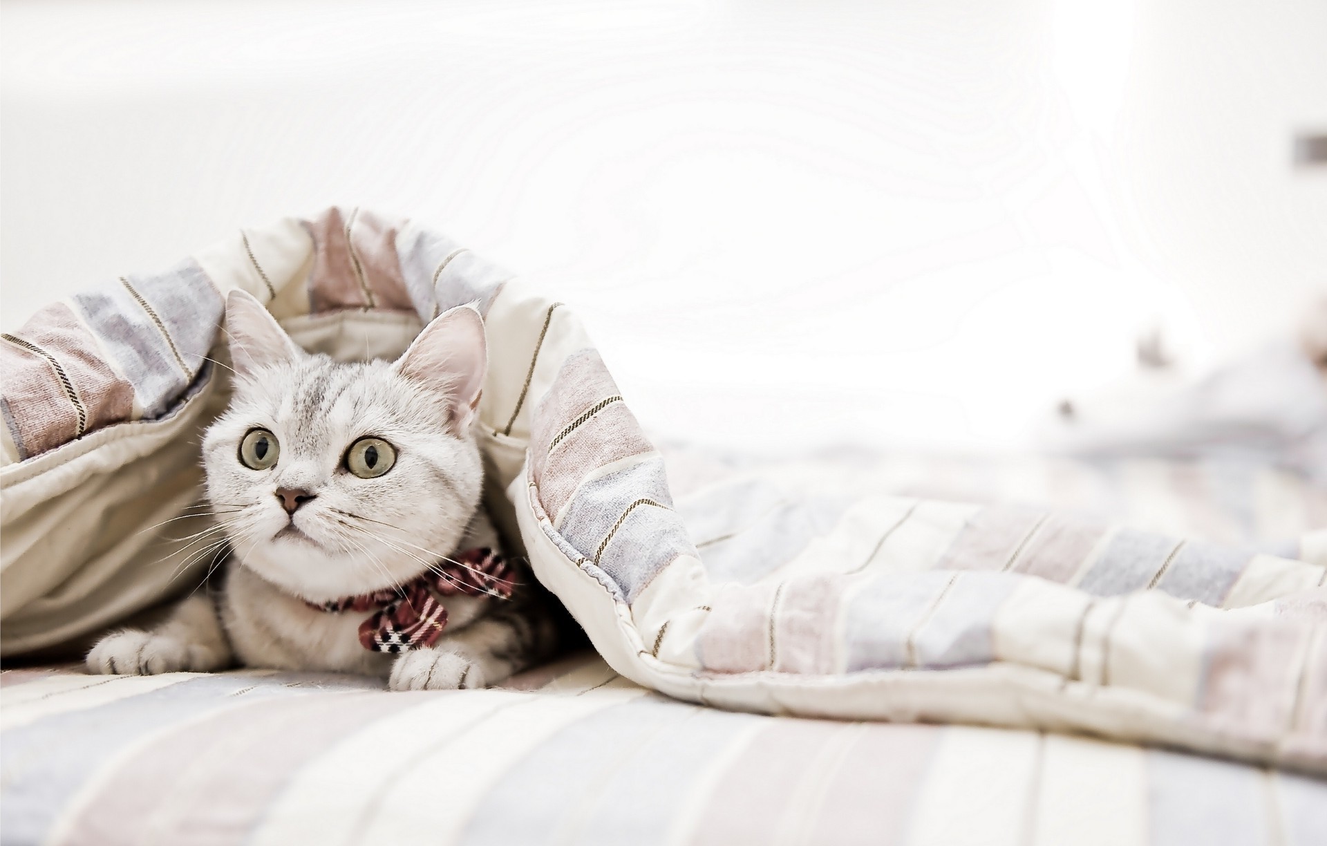 kediler uyku yatak kedi aile hayvan yerli portre yastık yavru kedi sevimli yatak odası evde beslenen hayvan