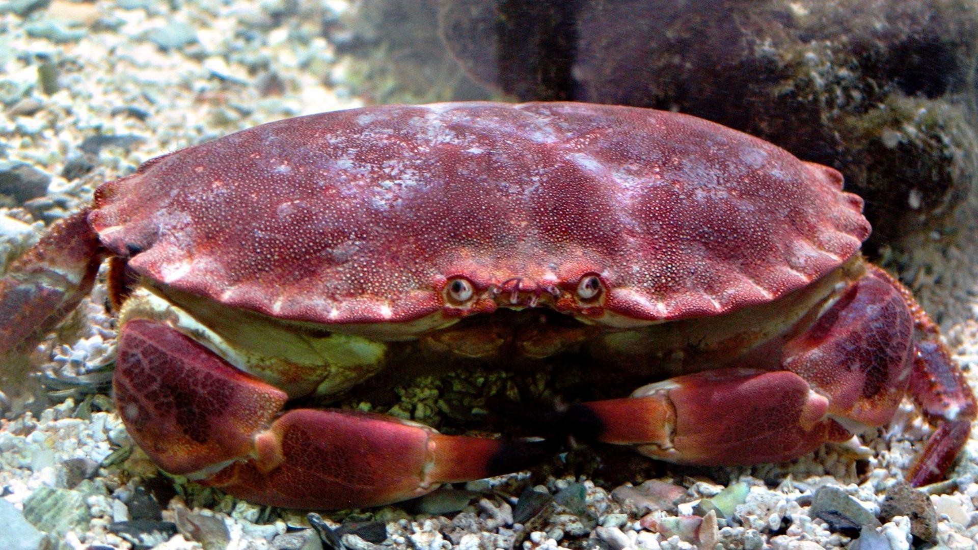 animals crab crustacean shellfish invertebrate fish underwater ocean sea claw shell lobster wildlife marine nature aquatic seafood water food