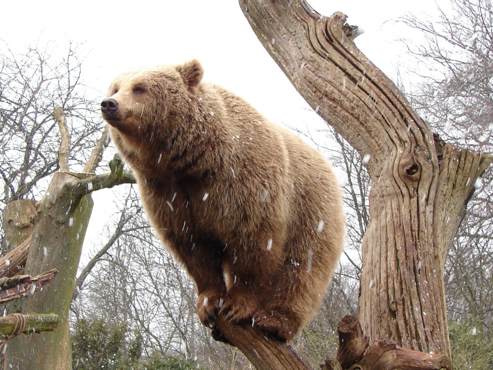 bears mammal nature tree wood wildlife fur wild winter animal outdoors cute park snow