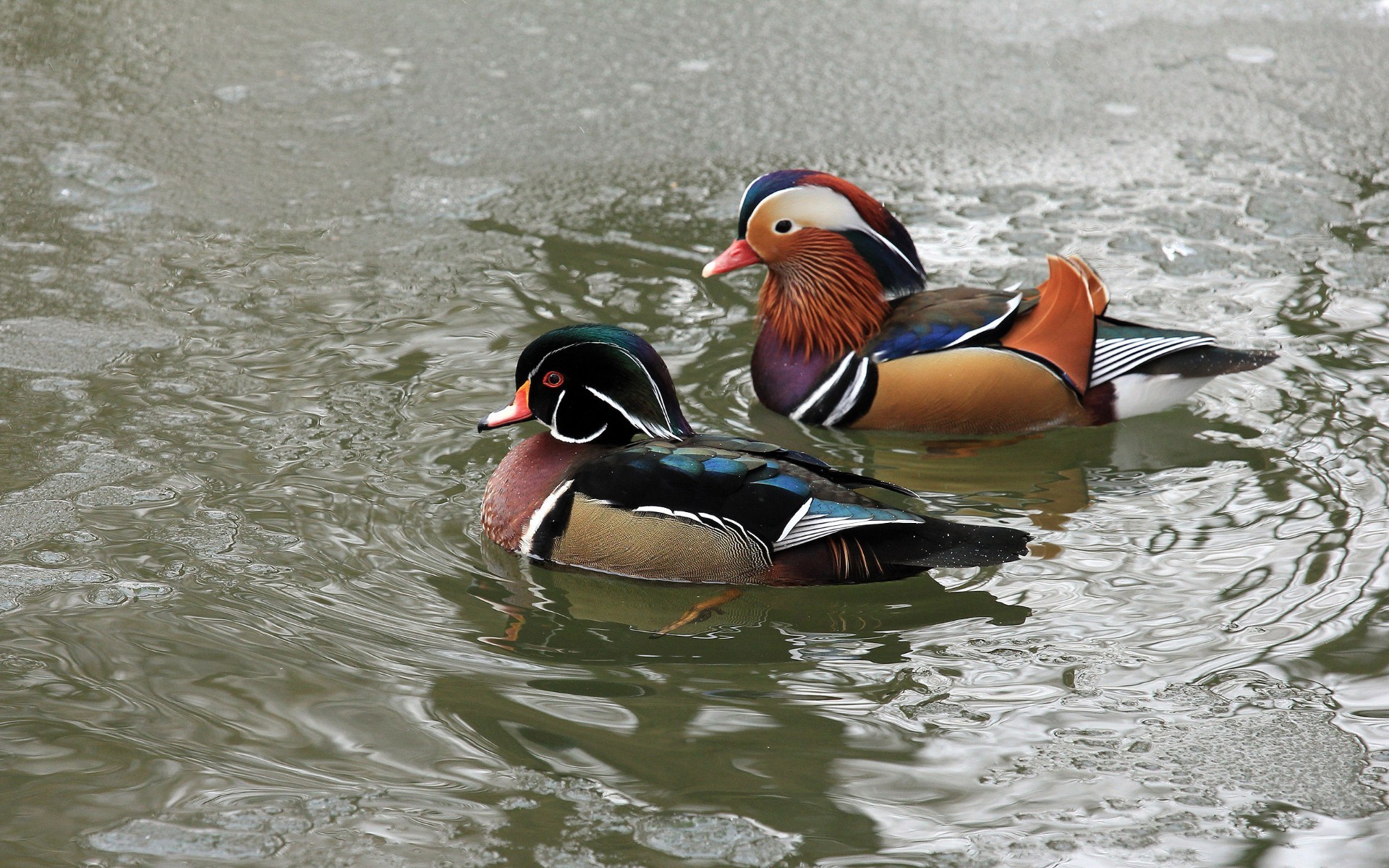 animales vida silvestre pato agua naturaleza aves natación salvaje