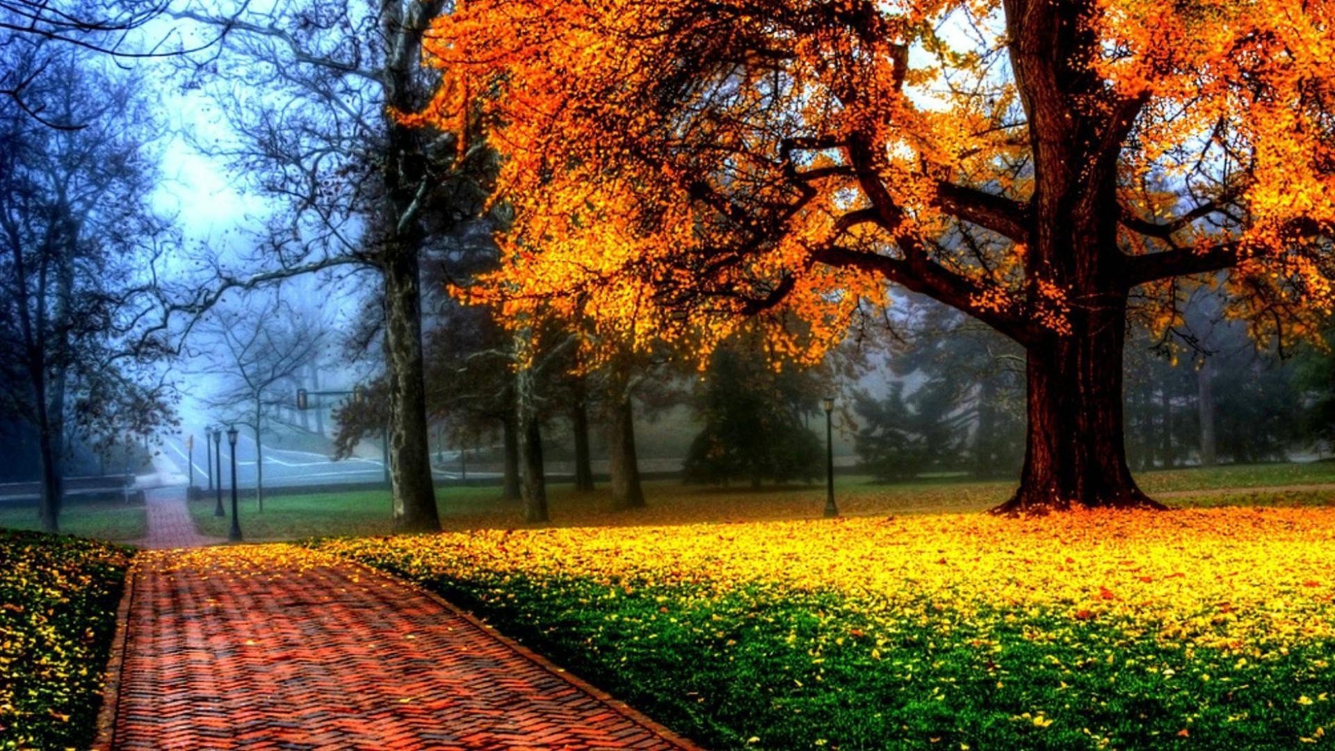 autunno autunno albero foglia stagione natura parco legno acero paesaggio scenico all aperto sole alba bel tempo ambiente colore paesaggio oro luminoso