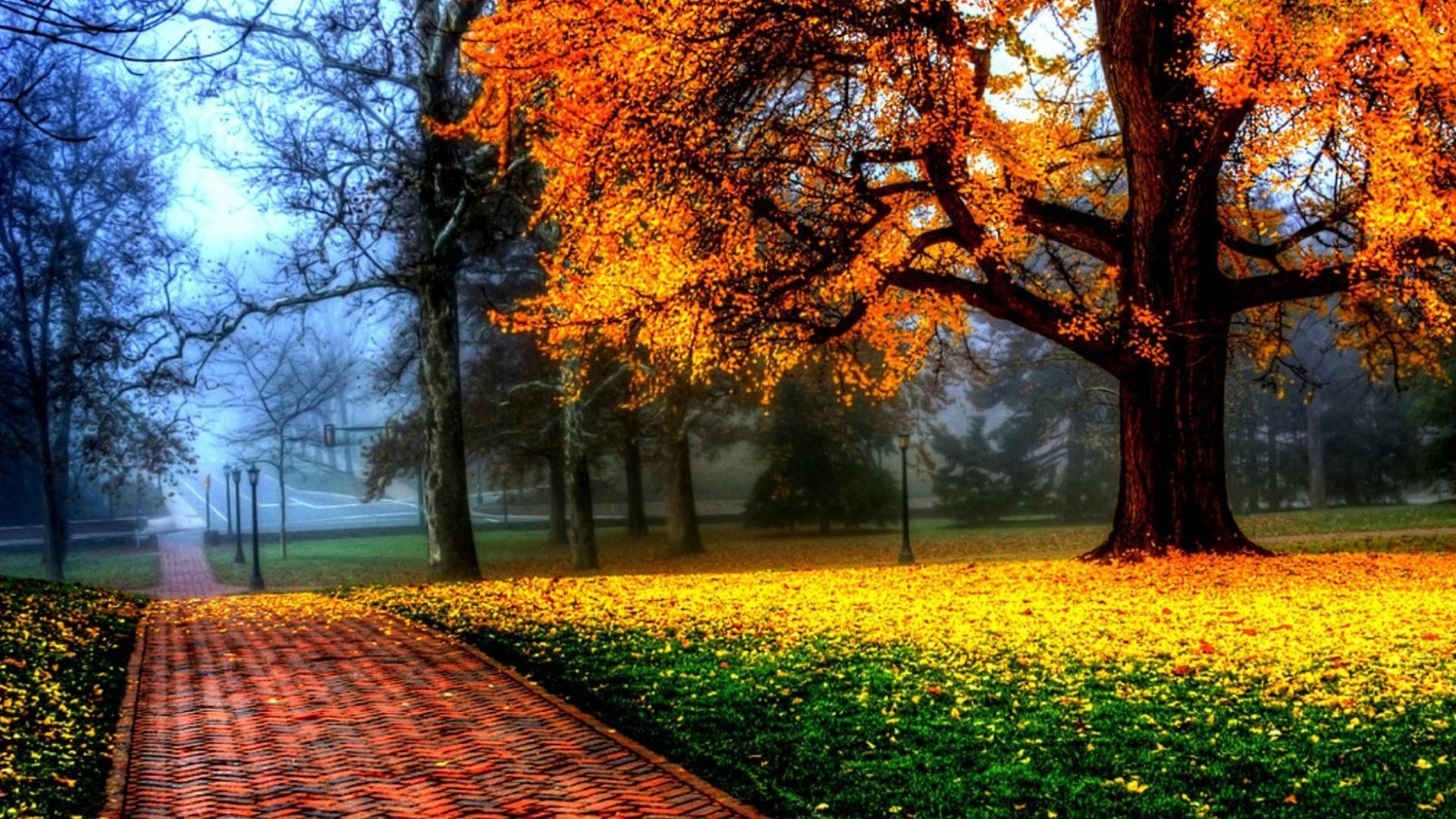 осень осень дерево лист сезон природа парк древесины кленовый пейзаж живописный на открытом воздухе солнце рассвет хорошую погоду среды цвет пейзажи золото яркий