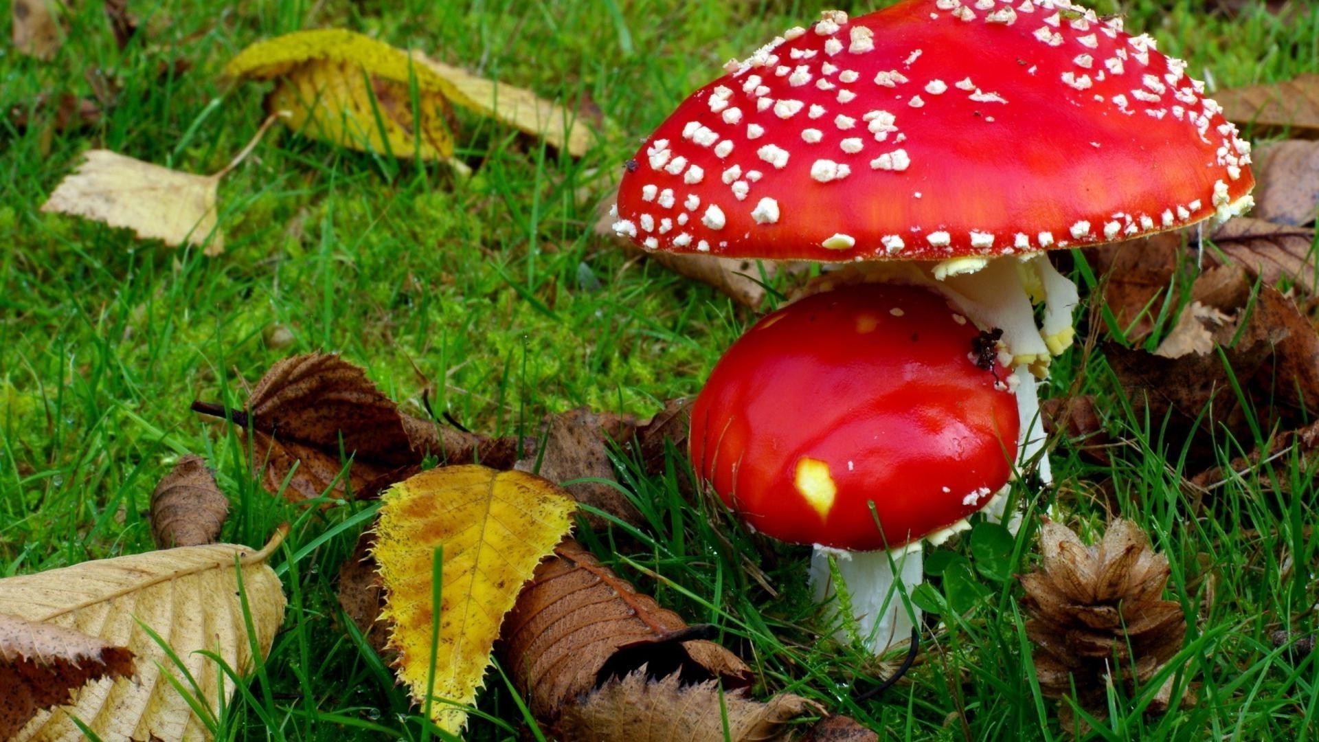 pilze pilz herbst pilz natur fliegenpilze saison gras blatt holz schließen essen im freien steinpilz flora