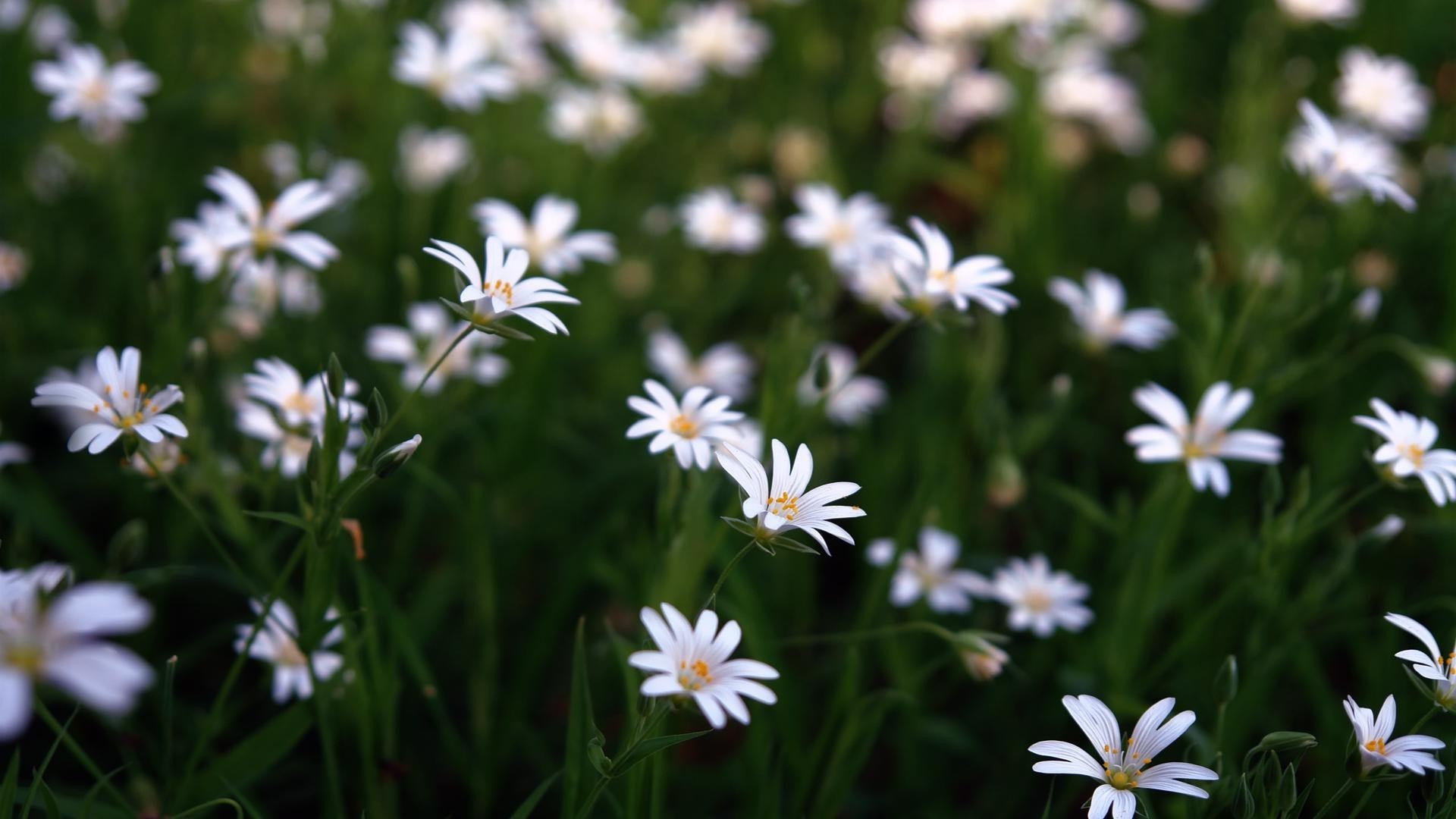 marguerites fleur nature flore jardin été pétale croissance herbe bluming floral feuille champ beau temps couleur soleil foin à l extérieur