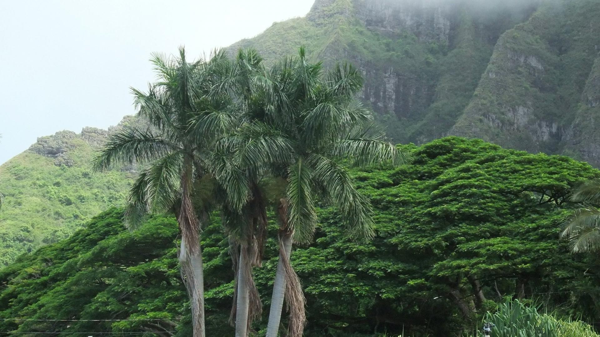 collines arbre nature tropical paysage voyage montagnes bois flore été à l extérieur feuille forêt tropicale scénique environnement eau agriculture colline