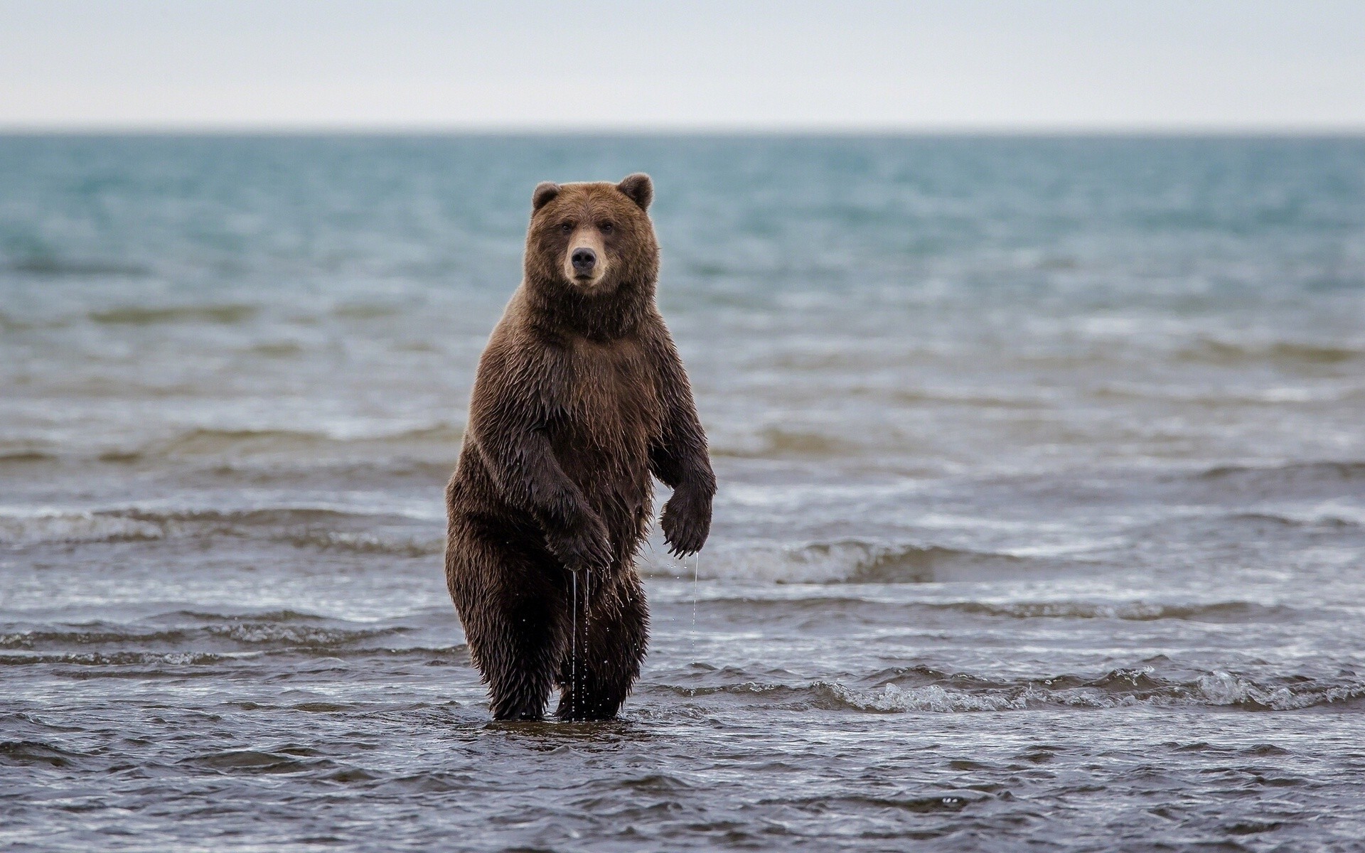 ayılar su memeli deniz okyanus açık havada yaban hayatı plaj doğa seyahat