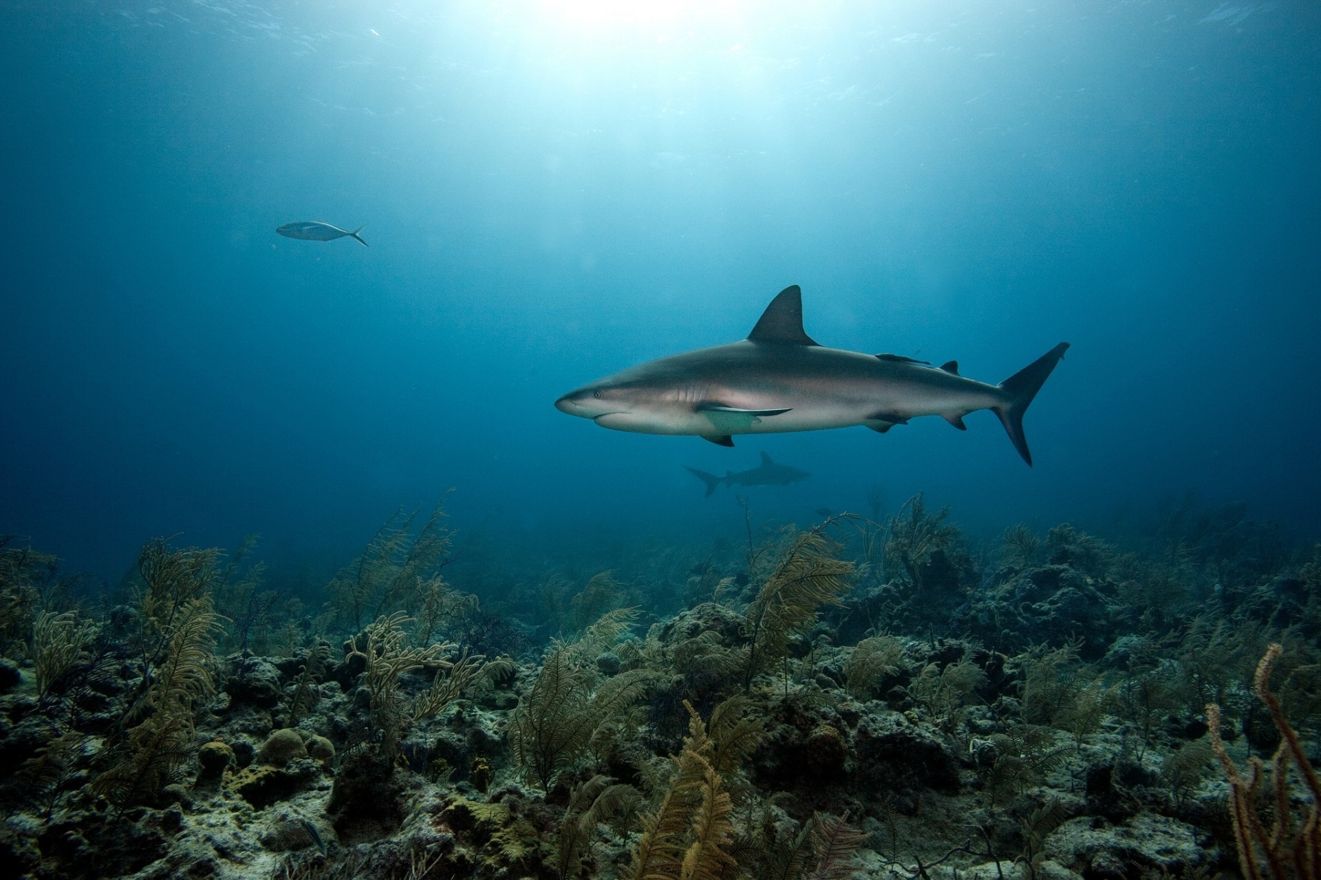 Shark On The Ocean Floor Android Wallpapers