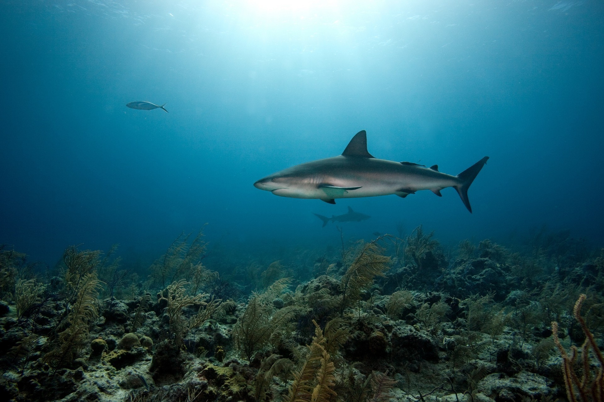 zwierzęta podwodny ryby rafa koral rekin ocean woda łódź podwodna nurkowanie morze scuba sporty wodne pływanie snorkeling tropikalny przyroda krajobraz szkoła podróże