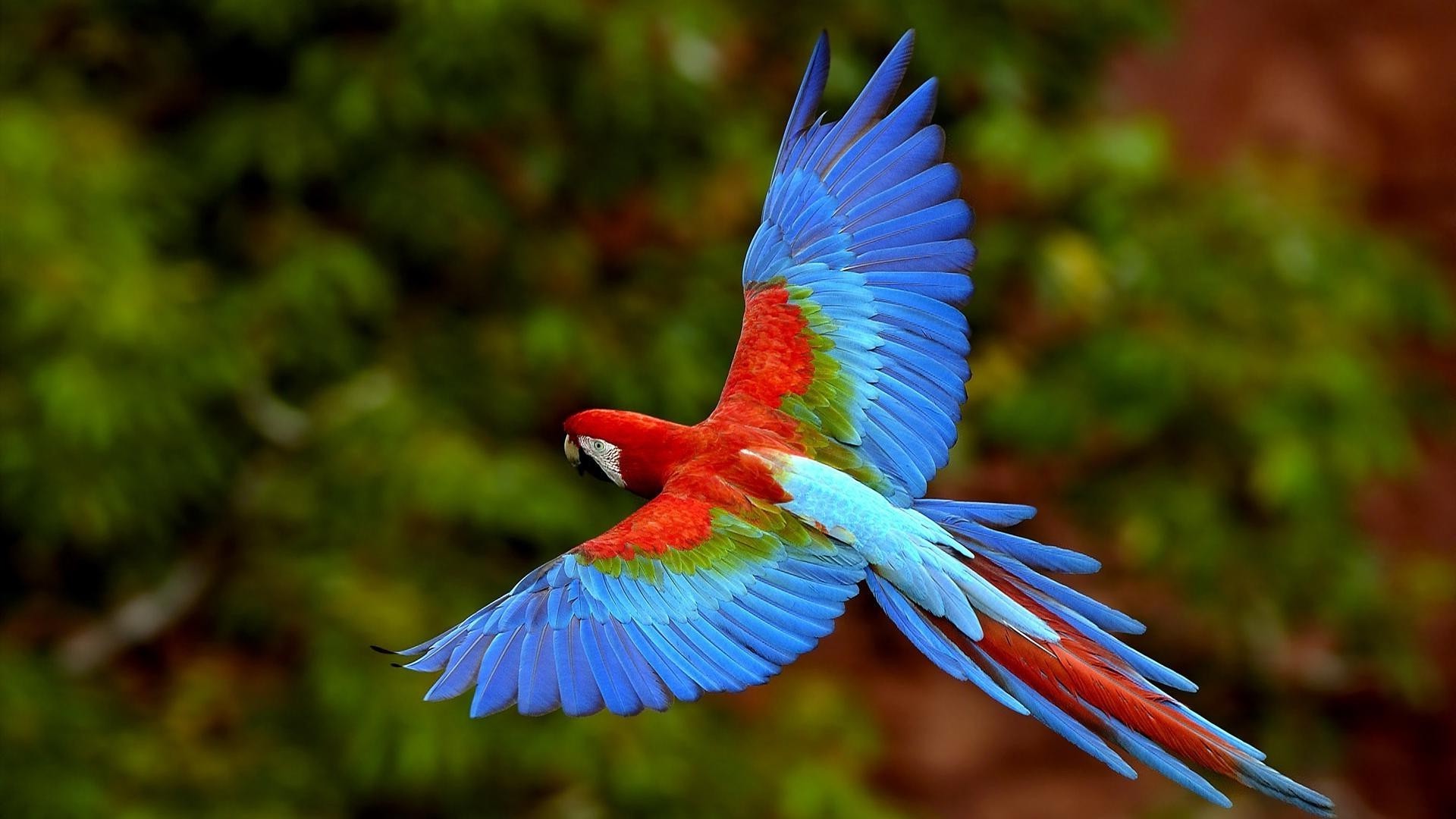 animaux nature couleur oiseau aile lumineux