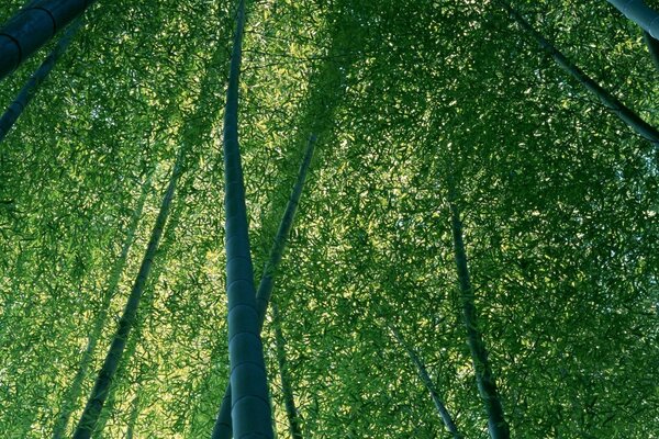 A green wall of huge trees