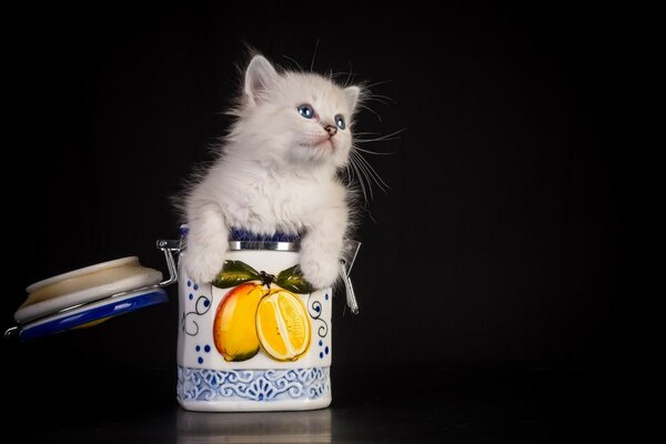 Die blauäugige Fuzzy ist in ein Glas für Schüttgüter geklettert