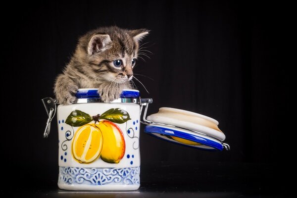 Gatinho bonito em uma lata de especiarias