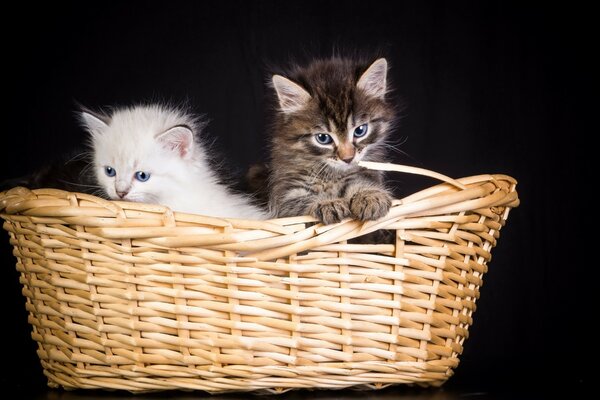 Cute kittens in a wicker basket