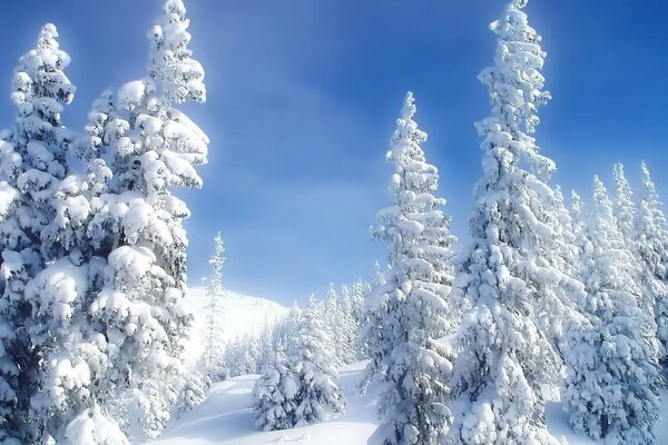 Norwegian winter. Trees in the snow