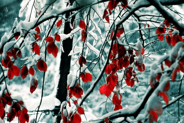 Winter trees season winter branch