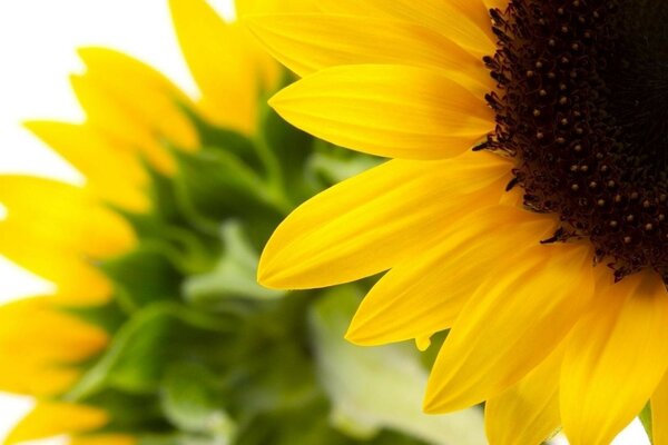 Summer flowers yellow sunflowers