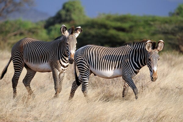 Animali belli, residenti Safari