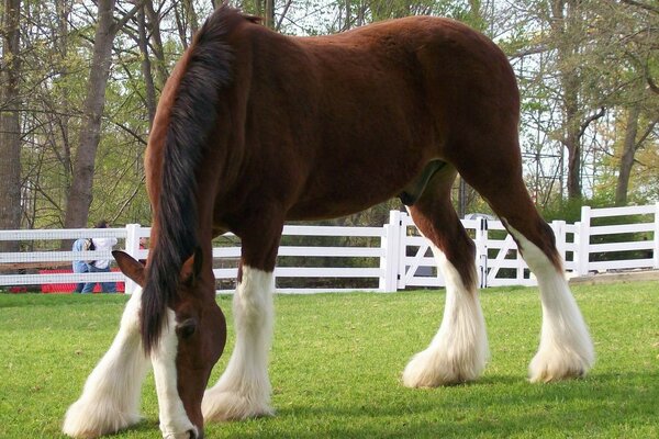 Thoroughbred horse in the paddock