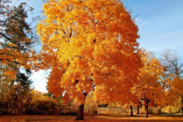 Autumn yellow forest on a sunny day