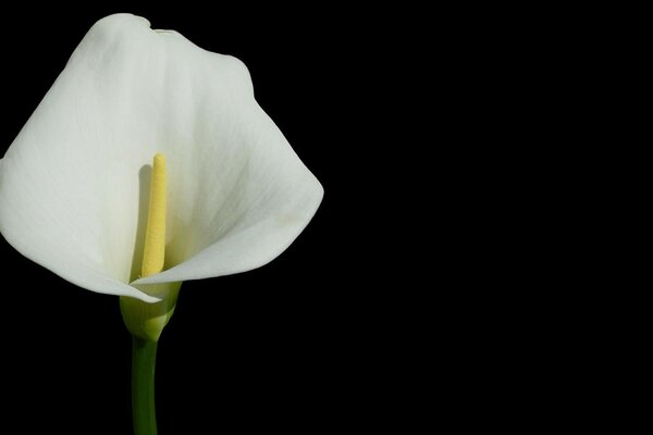 Flor fresca blanca sobre fondo oscuro