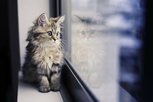 Piccolo gattino Peloso guardando fuori dalla finestra