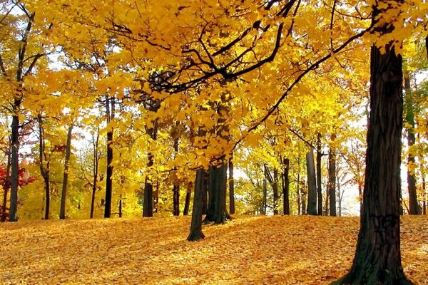 Photo of the autumn yellow forest