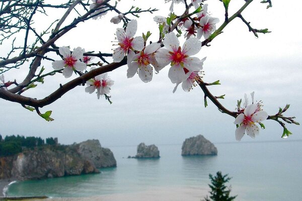 Mare, pietre e alberi di ciliegio in fiore