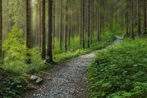 Mysteriöser Wald nach Regen