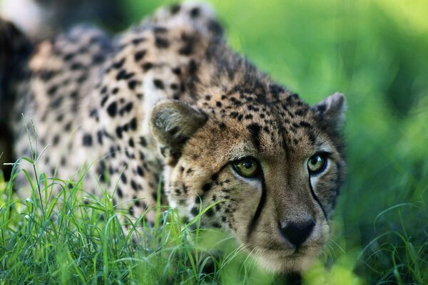 Ein Leopard liegt im grünen Gras