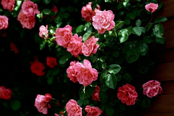 Pink roses in the garden