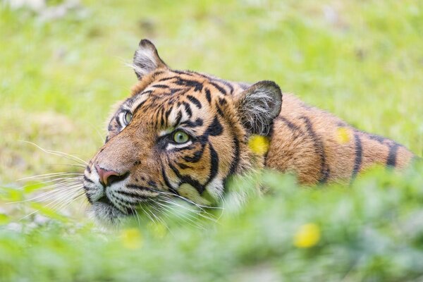 Tiger - striped hunter in the jungle