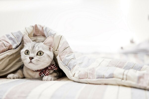 A white cat with surprised eyes